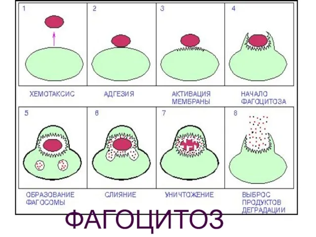 ФАГОЦИТОЗ