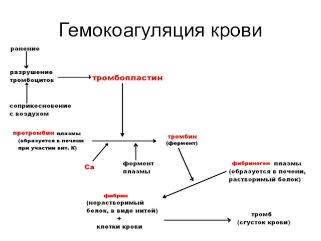 Гемокоагуляция крови