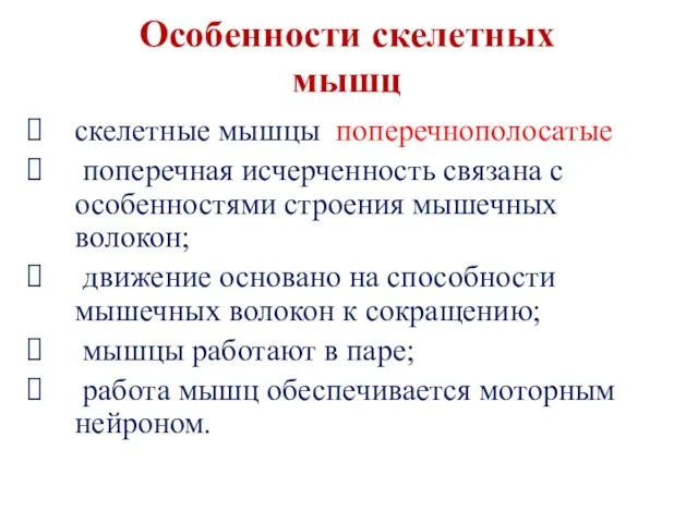 Особенности скелетных мышц скелетные мышцы поперечнополосатые поперечная исчерченность связана с особенностями строения