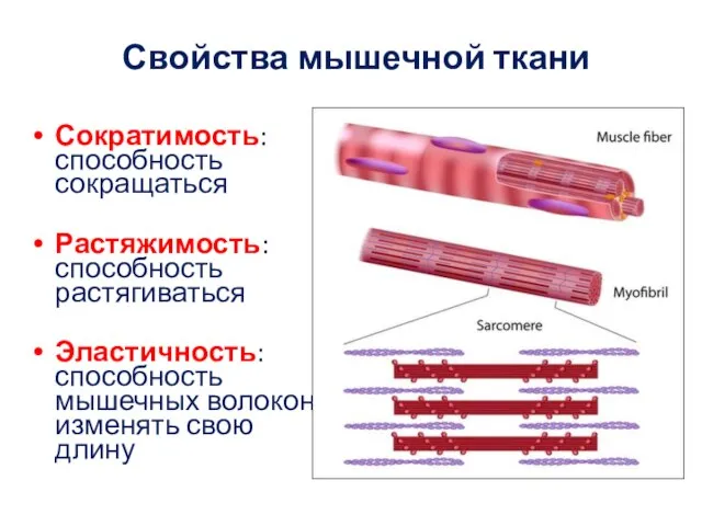 Свойства мышечной ткани Сократимость: способность сокращаться Растяжимость: способность растягиваться Эластичность: способность мышечных волокон изменять свою длину