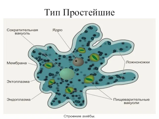 Тип Простейшие