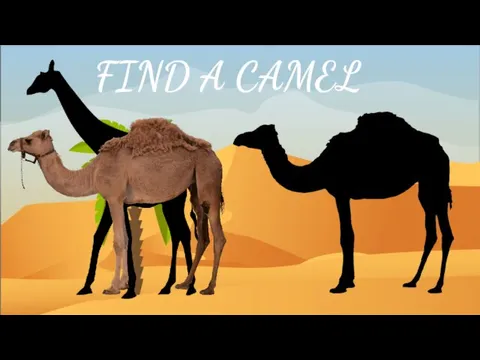 FIND A CAMEL