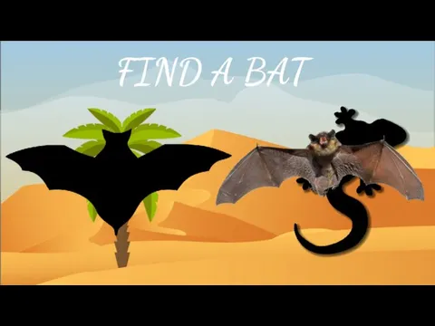 FIND A BAT