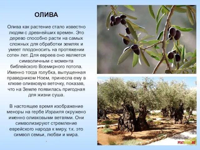 ОЛИВА Олива как растение стало известно людям с древнейших времен. Это дерево