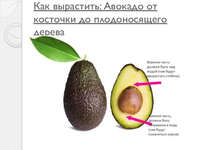 Как вырастить: Авокадо от косточки до плодоносящего дерева