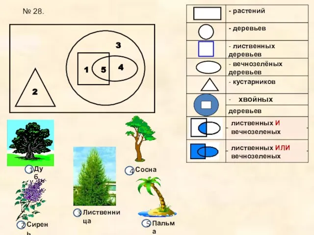 1 2 3 4 5 хвойных лиственных И вечнозеленых лиственных ИЛИ вечнозеленых № 28.