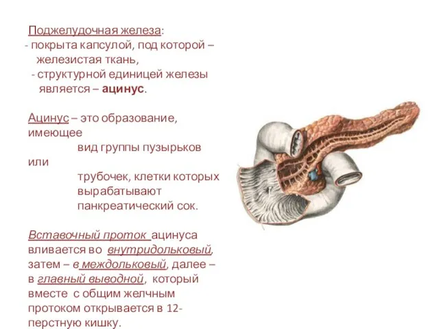 Поджелудочная железа: покрыта капсулой, под которой – железистая ткань, - структурной единицей