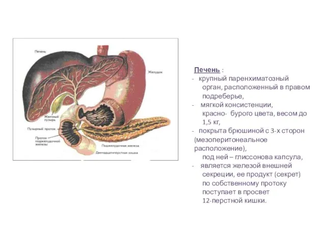 Печень : крупный паренхиматозный орган, расположенный в правом подреберье, мягкой консистенции, красно-