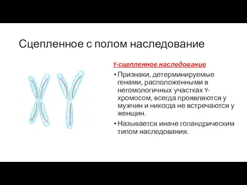 Сцепленное с полом наследование Y-сцепленное наследование Признаки, детерминируемые генами, расположенными в негомологичных