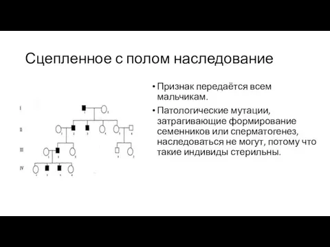 Сцепленное с полом наследование Признак передаётся всем мальчикам. Патологические мутации, затрагивающие формирование