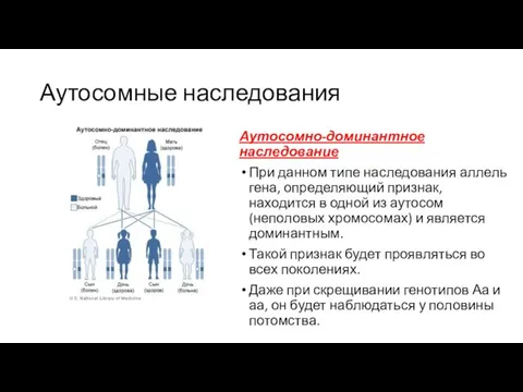 Аутосомные наследования Аутосомно-доминантное наследование При данном типе наследования аллель гена, определяющий признак,