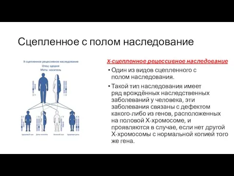 Сцепленное с полом наследование X-сцепленное рецессивное наследование Один из видов сцепленного с