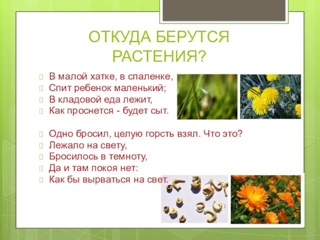 ОТКУДА БЕРУТСЯ РАСТЕНИЯ? В малой хатке, в спаленке, Спит ребенок маленький; В