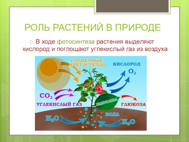 РОЛЬ РАСТЕНИЙ В ПРИРОДЕ В ходе фотосинтеза растения выделяют кислород и поглощают углекислый газ из воздуха