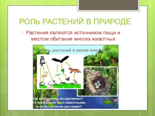 РОЛЬ РАСТЕНИЙ В ПРИРОДЕ Растения являются источником пищи и местом обитания многих животных