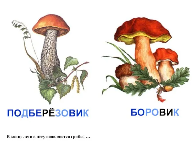 В конце лета в лесу появляются грибы, … ПОДБЕРЁЗОВИК БОРОВИК