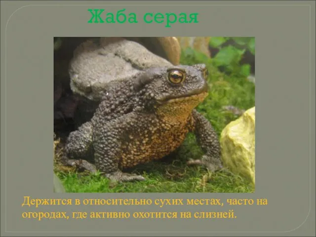 Жаба серая Держится в относительно сухих местах, часто на огородах, где активно охотится на слизней.