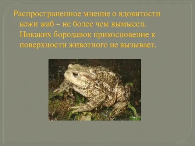 Распространенное мнение о ядовитости кожи жаб – не более чем вымысел. Никаких