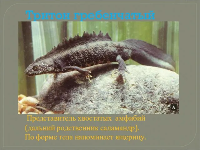 Тритон гребенчатый Представитель хвостатых амфибий (дальний родственник саламандр). По форме тела напоминает ящерицу.