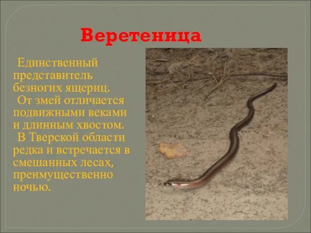 Веретеница Единственный представитель безногих ящериц. От змей отличается подвижными веками и длинным