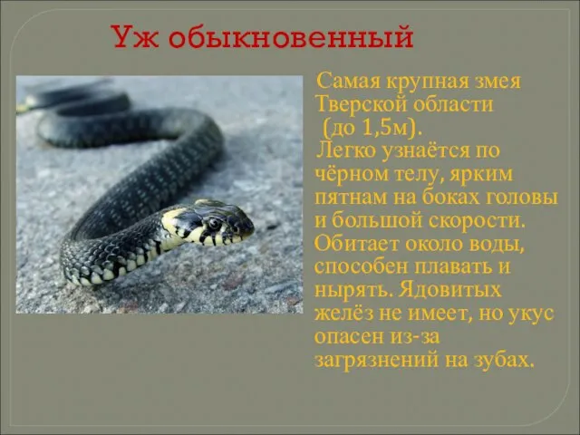 Уж обыкновенный Самая крупная змея Тверской области (до 1,5м). Легко узнаётся по