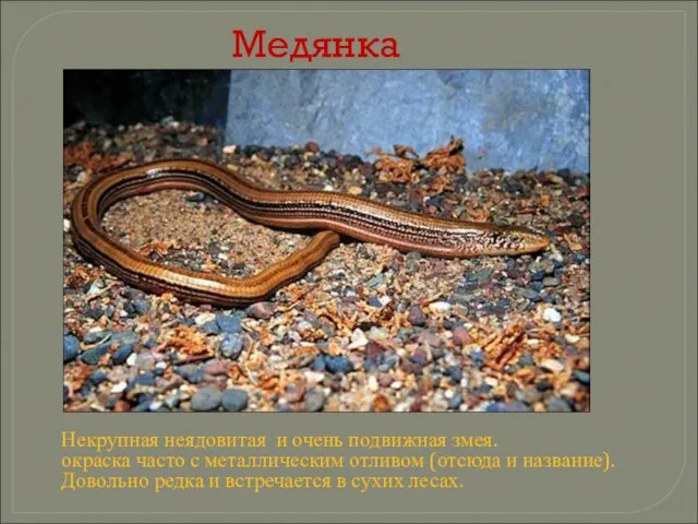 Медянка Некрупная неядовитая и очень подвижная змея. окраска часто с металлическим отливом