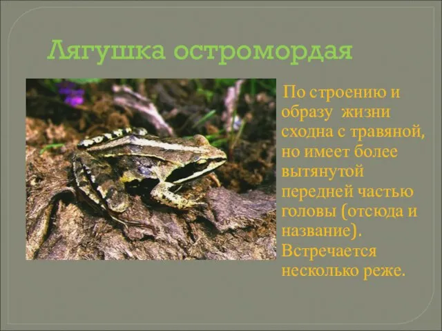 Лягушка остромордая По строению и образу жизни сходна с травяной, но имеет