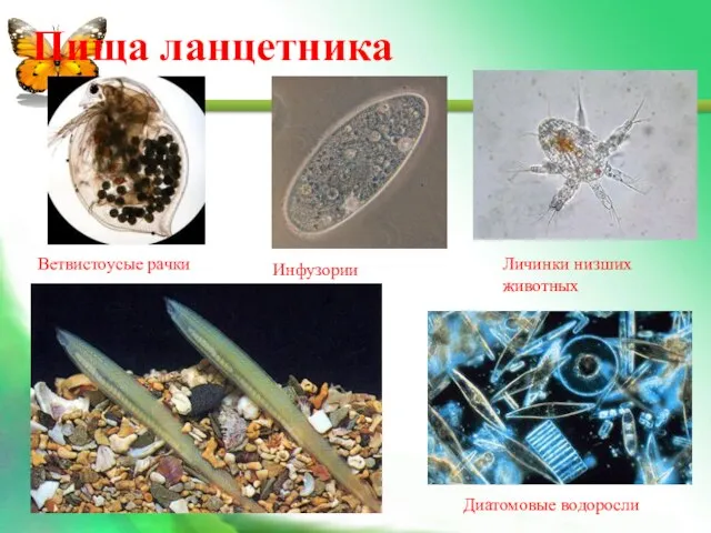 Пища ланцетника Ветвистоусые рачки Инфузории Личинки низших животных Диатомовые водоросли