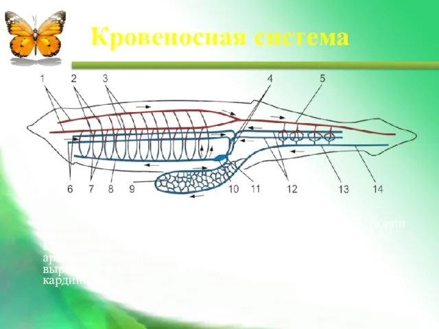 Кровеносная система 1. Сонные артерии. 2. Выносящие жаберные артерии. 3. Корни спинной