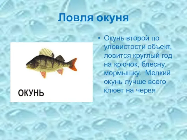 Ловля окуня Окунь второй по уловистости объект, ловится круглый год на крючок,