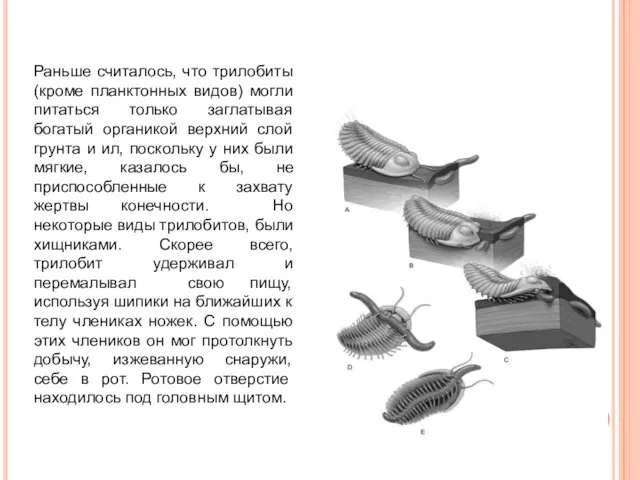 Раньше считалось, что трилобиты (кроме планктонных видов) могли питаться только заглатывая богатый