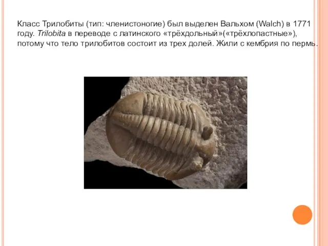 Класс Трилобиты (тип: членистоногие) был выделен Вальхом (Walch) в 1771 году. Trilobita