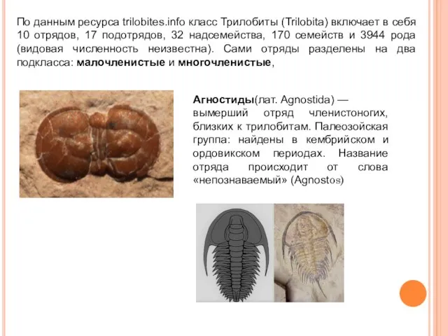 По данным ресурса trilobites.info класс Трилобиты (Trilobita) включает в себя 10 отрядов,