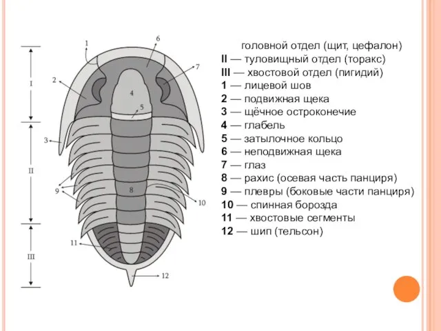 I — головной отдел (щит, цефалон) II — туловищный отдел (торакс) III