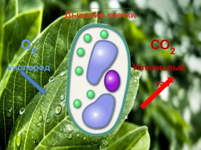 Дыхание клетки О2 кислород СО2 Углекислый газ