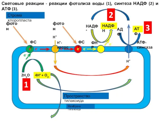 Световые реакции - реакции фотолиза воды (1), синтеза НАДФ (2) и АТФ