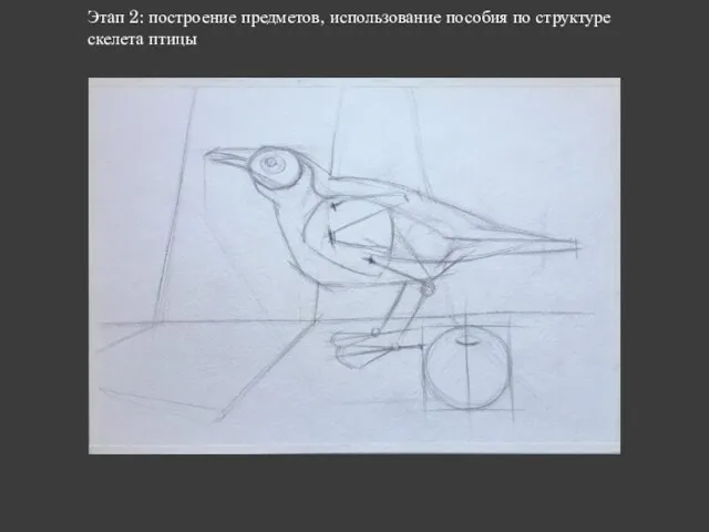 Этап 2: построение предметов, использование пособия по структуре скелета птицы