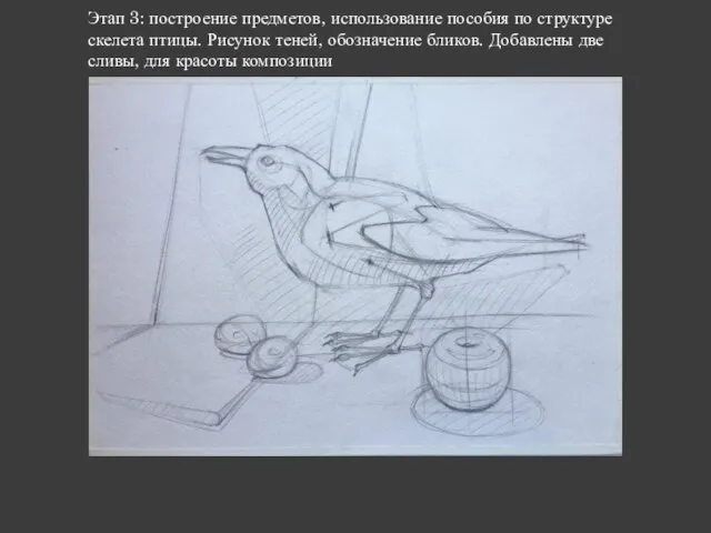 Этап 3: построение предметов, использование пособия по структуре скелета птицы. Рисунок теней,