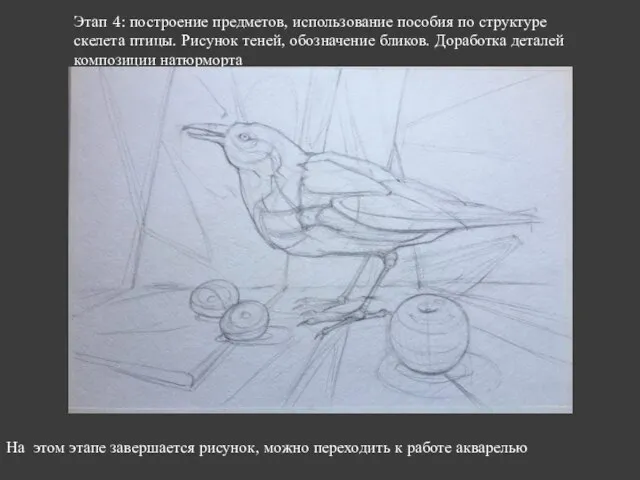 Этап 4: построение предметов, использование пособия по структуре скелета птицы. Рисунок теней,