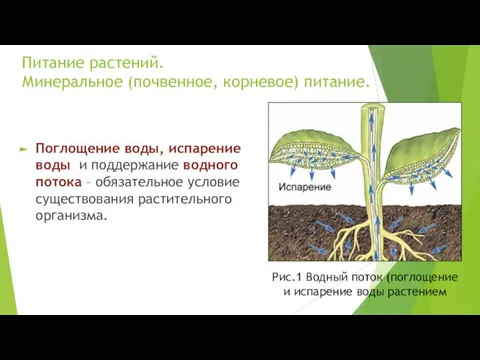 Питание растений. Минеральное (почвенное, корневое) питание. Поглощение воды, испарение воды и поддержание