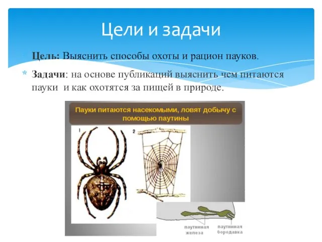 Цель: Выяснить способы охоты и рацион пауков. Задачи: на основе публикаций выяснить