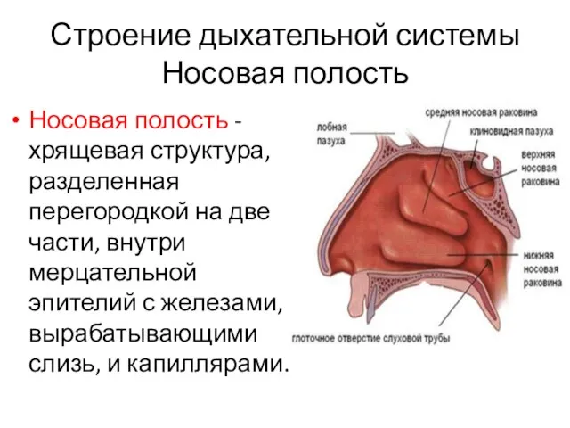 Строение дыхательной системы Носовая полость Носовая полость - хрящевая структура, разделенная перегородкой