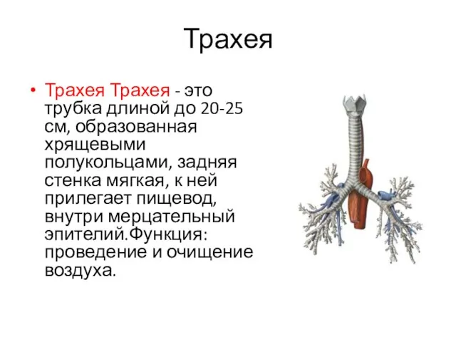 Трахея Трахея Трахея - это трубка длиной до 20-25 см, образованная хрящевыми