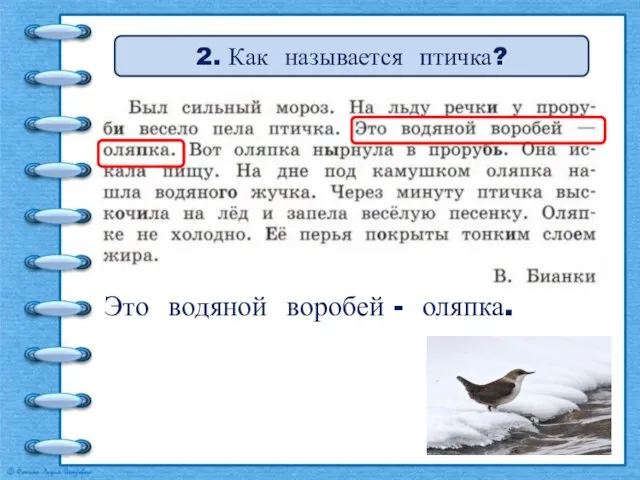 2. Как называется птичка? Это водяной воробей - оляпка.