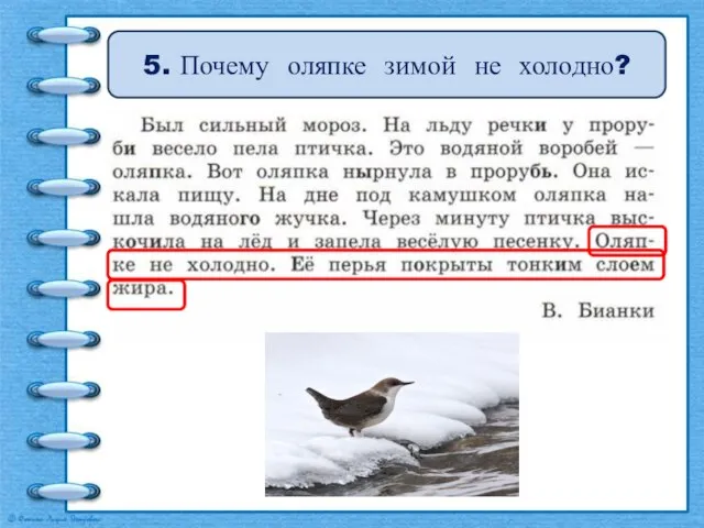 5. Почему оляпке зимой не холодно?