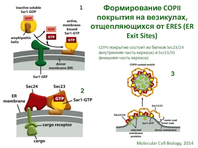 Формирование COPII покрытия на везикулах, отщепляющихся от ERES (ER Exit Sites) Molecular