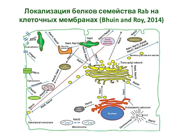 Локализация белков семейства Rab на клеточных мембранах (Bhuin and Roy, 2014)