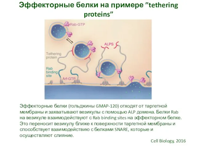 Эффекторные белки на примере ”tethering proteins” Эффекторные белки (гольджины GMAP-120) отходят от