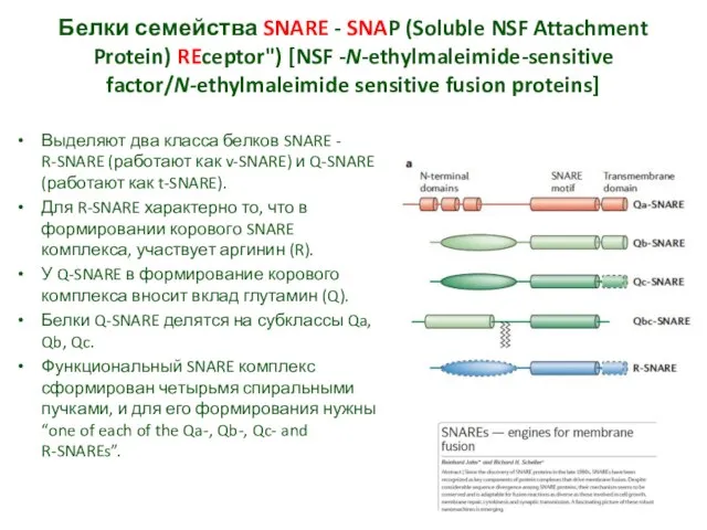 Белки семейства SNARE - SNAP (Soluble NSF Attachment Protein) REceptor") [NSF -N-ethylmaleimide-sensitive