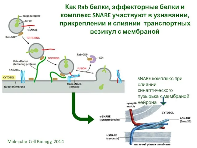 Как Rab белки, эффекторные белки и комплекс SNARE участвуют в узнавании, прикреплении